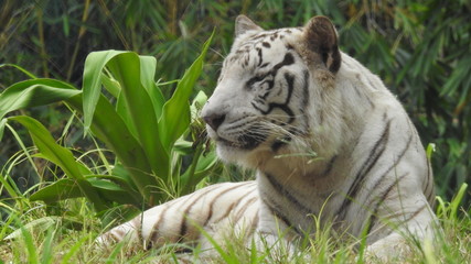 Attention in eyes of a white bengal tiger, walking on fresh snow in winter forest. The most beautiful animal and very dangerous beast of the world. Animal portrait on rocky background. © Motion Photography