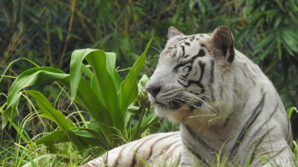 Attention in eyes of a white bengal tiger, walking on fresh snow in winter forest. The most beautiful animal and very dangerous beast of the world. Animal portrait on rocky background. © Motion Photography
