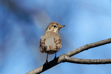 Song thrush turdus philomelos sitting on branch of tree, back view. Cute brown common songbird in wildlife