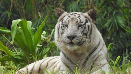 Attention in eyes of a white bengal tiger, walking on fresh snow in winter forest. The most beautiful animal and very dangerous beast of the world. Animal portrait on rocky background. © Motion Photography
