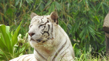 Attention in eyes of a white bengal tiger, walking on fresh snow in winter forest. The most beautiful animal and very dangerous beast of the world. Animal portrait on rocky background. © Motion Photography