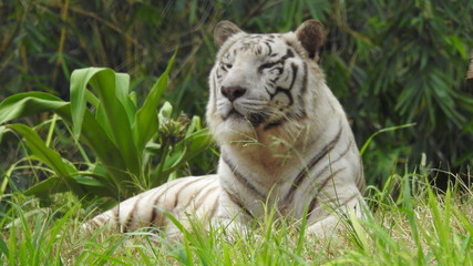 Attention in eyes of a white bengal tiger, walking on fresh snow in winter forest. The most beautiful animal and very dangerous beast of the world. Animal portrait on rocky background. © Motion Photography