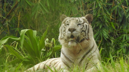 Attention in eyes of a white bengal tiger, walking on fresh snow in winter forest. The most beautiful animal and very dangerous beast of the world. Animal portrait on rocky background. © Motion Photography