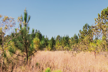 Nature Photos Plant Flowers Landscape