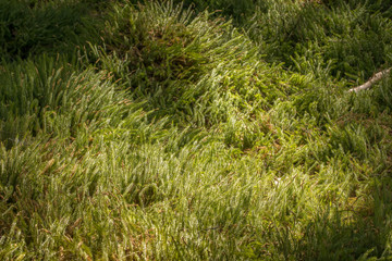 A green carpet of Stiff clubmoss or Interrupted club-moss - Lycopodium annotinum - in the forest