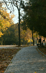 autumn in the park