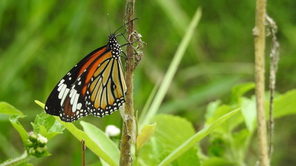 Monarch Butterfly - A monarch butterfly feeding on pink flowers in a Summer garden.. 