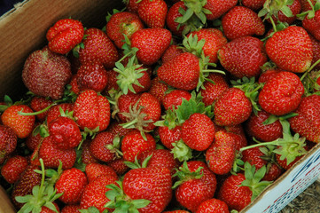Fresh strawberries in the basket