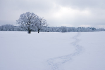 Fototapeta na wymiar where do you want to go today. lonely path in snow in winter day