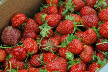 Fresh strawberries in the basket