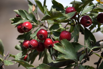 red hawthorn in the wild