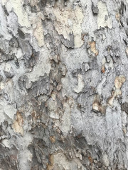 colorful tree bark in Sedona Arizona