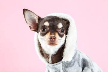 Chihuahua dog in costume on pink background