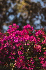 Obraz premium Nature Photos Plant Flowers Landscape