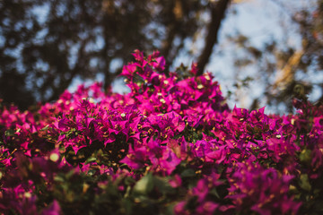 Obraz premium Nature Photos Plant Flowers Landscape