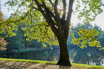 Obraz na płótnie Canvas Herbstliche Eiche im Laubwald mit heller Sonne, die durch die Zweige scheint und einem Teich im Hintergrund