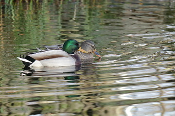 Ente und  Erpel - Anas platyrhynchos