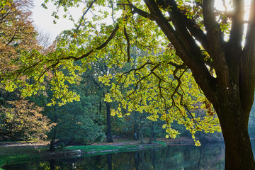 Herbstliche Eiche im Laubwald mit heller Sonne, die durch die Zweige scheint und einem Teich im Hintergrund