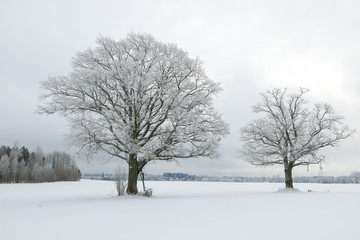 tree in winter