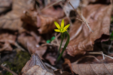 Yellow Star-Of-Bethlehem (Gagea lutea)