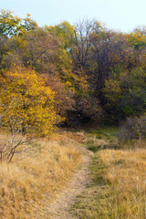 road in autumn forest