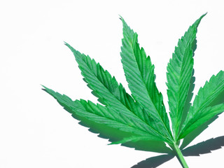 Green cannabis leaf isolated on white close up