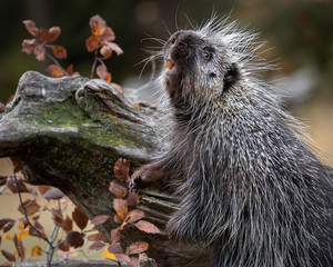 Porcupines Elvis and Presley