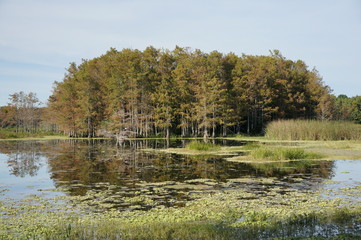 autumn swamp landscape in Louisiana