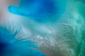 gentle blue and green background of fluffy feathers