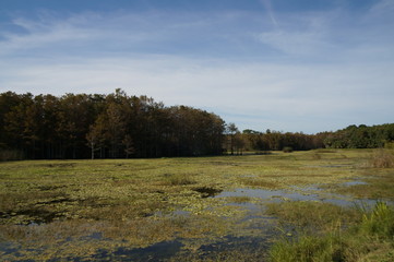 autumn swamp landscape in Louisiana