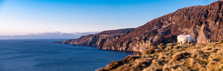Sheep enjoying the sunset at the Slieve League cliffs in County Donegal, Ireland