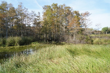 autumn swamp landscape in Louisiana