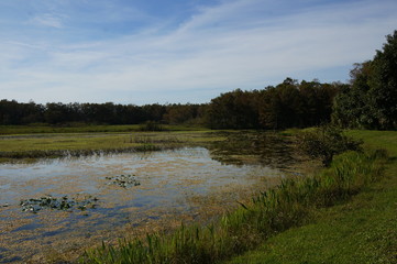 autumn swamp landscape in Louisiana