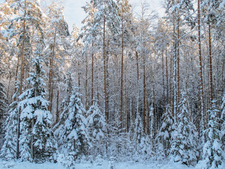 forest in winter with snow on the trees