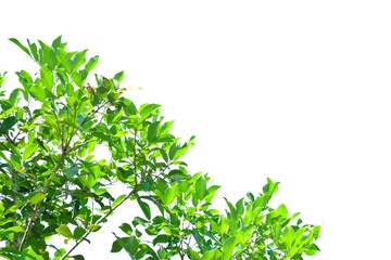 Trooical tree leaves with branches and sunlight on white isolated background for green foliage backdrop 