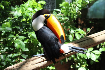 Tucano