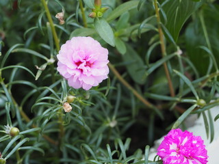 flower in the garden