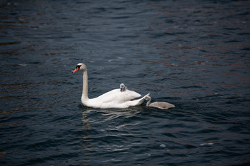 swan