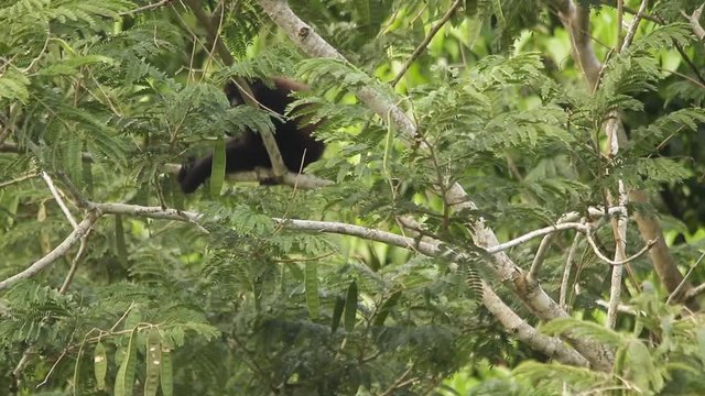 Mexican mantled howler having suspicious behaviour