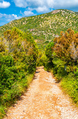 Dirt road through the bushes. Scenic landscape view on the overgrown rocky mountains in Cilento and Vallo di Diano National Park in Campania region in Italy. Italian nature
