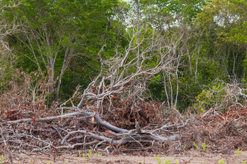 deforestation of the brazilian cerrado