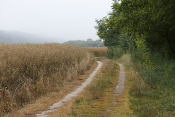 Rapeseed field in the morning light.