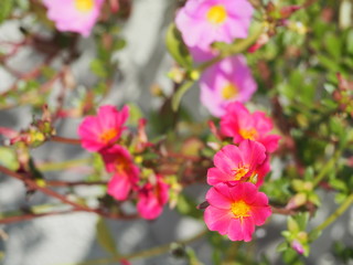 flower in the garden