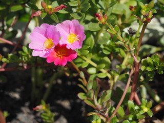 flower in the garden