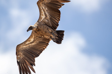 Vulture