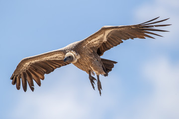 Vulture