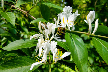 White flowers Lonicera japonica Caprifolium perfoliate honeysuckle on blurred green background,...