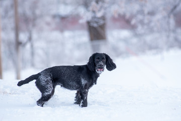 dog in snow English cocker spaniel