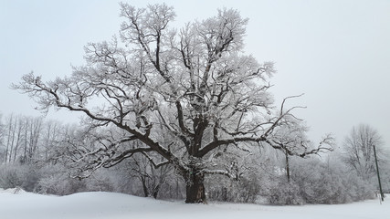 Majestic oak tree standing tall during wintertime.