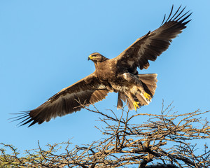 Steppe Eagle